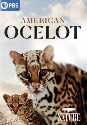 American Ocelot